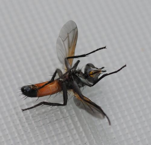 Réf. 324 229 : Cylindromyia auriceps